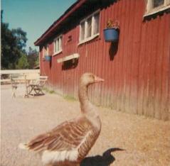 Fredrik