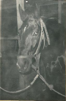 Gentinetta