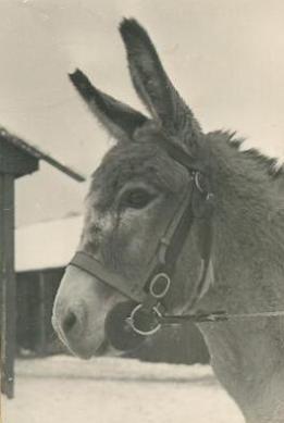 stallets mascot