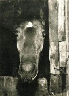 Pippi