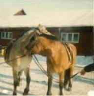 Gull och Pontus
