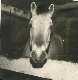 Pontus